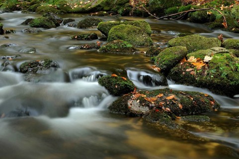 A small stream flows over moss-covered stones, surrounded by autumn leaves, Kleine Ohe, Bavarian