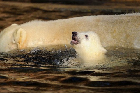A polar bear cub swims next to an adult bear in the water, polar bear (Ursus (genus) maritimus),