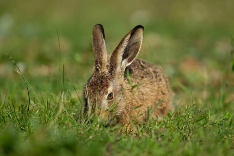 European brown hare (Lepus europaeus) juvenile baby leveret animal feeding in grassland in the
