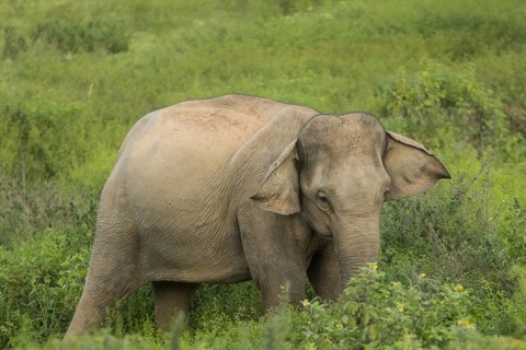 Indian elephants (Elephas maximus indicus), Khiri Khan, Hua Hin, Kui Buri National Park, Thailand,