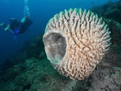 Diver exploring large light-coloured sponge, Barrel sponge, barrel sponge (Xestospongia