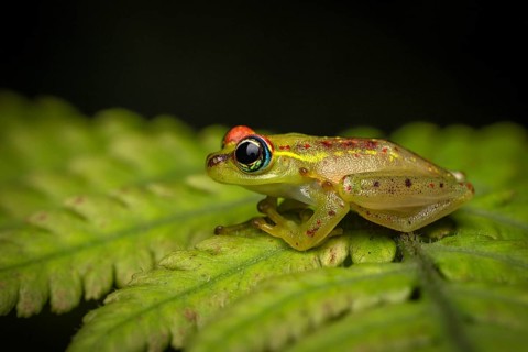 Frog (Boophis tassimena) in the rainforests of Andasibe National Park