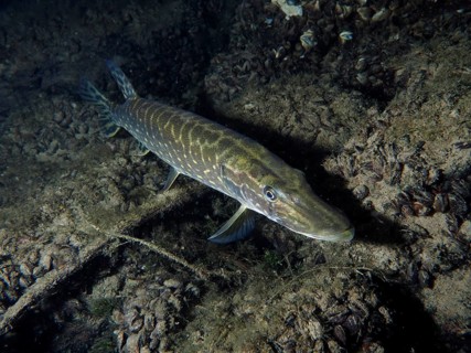 A pike (Esox lucius) close to the bottom, perfectly camouflaged in the underwater world, dive site