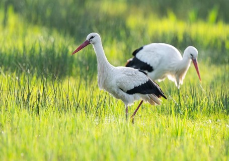 White storks (Ciconia ciconia) foraging in a meadow, spider threads on the grass, Lower Saxony,