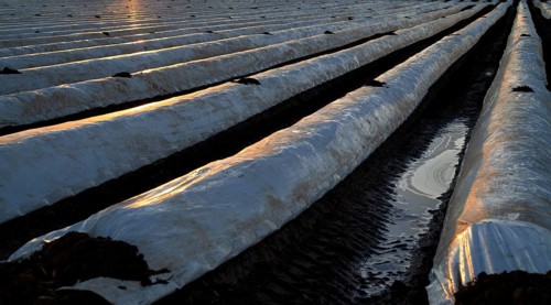 White foils prevent purple and green asparagus heads, control start of harvest, asparagus field,