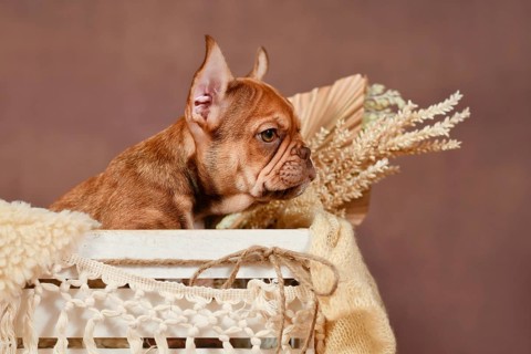 Red French Bulldog dog puppy in box with boho style decoration in front of brown background