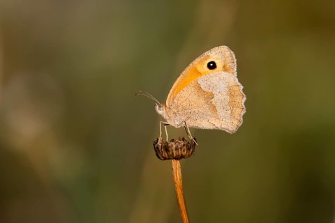 Meadow Brown (Maniola jurtina), butterfly resting on a dead plant head, warming itself in the early