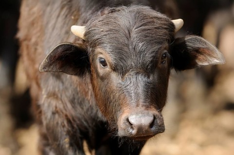 Close-up of a young, black buffalo calf outdoors, water buffalo (Bubalus arnee), Bavaria
