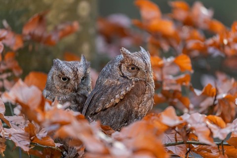 Two Eurasian scops owls (Otus scops)sitting on a twig of a beech tree, embedded in brown leafs