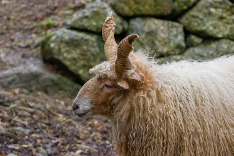 Portrait of a white Racka or Hortobágy Racka Sheep (Ovis aries strepsiceros hungaricus) with its