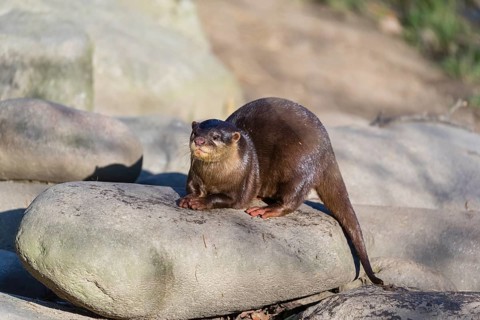 One oriental small-clawed otter or Asian small-clawed otter (Aonyx cinerea), rests on a rock