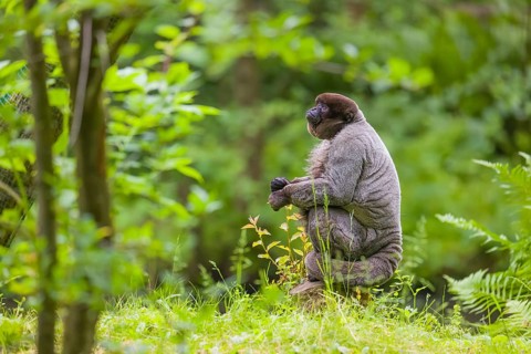 A common woolly monkey, brown woolly monkey, or Humboldt's woolly monkey (Lagothrix lagothricha)