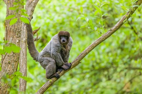 A common woolly monkey, brown woolly monkey, or Humboldt's woolly monkey (Lagothrix lagothricha)