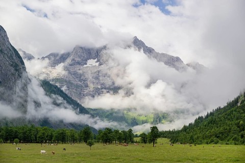 Cows stand between Sycamore maple trees, Acer pseudoplatanus, in summertime. Mountains in the