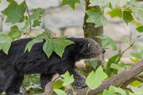 One binturong (Arctictis binturong), or bearcat balancing over branches framed by green leafs