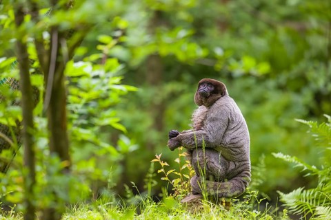 A common woolly monkey, brown woolly monkey, or Humboldt's woolly monkey (Lagothrix lagothricha)