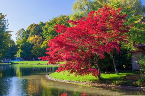Prunus serrulata or Japanese cherry in autumn. Englischer Garten Munich