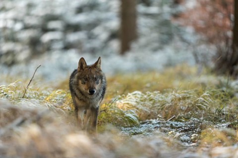 One young male eurasian gray wolf (Canis lupus lupus) running thru the snow-covered undergrowth of