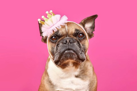 Portrait of fawn French Bulldog dog with princess crown headband on head in front of pink studio