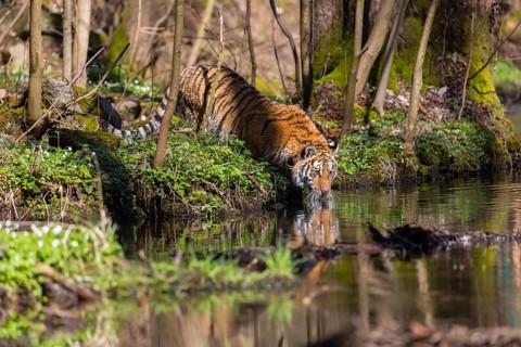 One young female Siberian Tiger, Panthera tigris altaica, standing on shore of a creek in a forest,