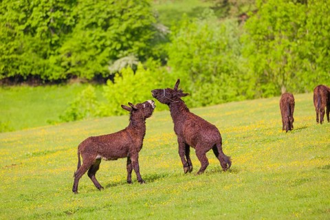 Two mixed breed donkey stallions fight