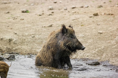 A wild boar (Sus scrofa) takes a mud bath in a small pond