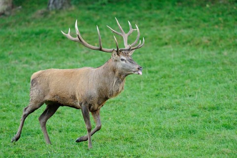 Stag with protruding antlers running on a green meadow, red deer (Cervus elaphus), Bavaria