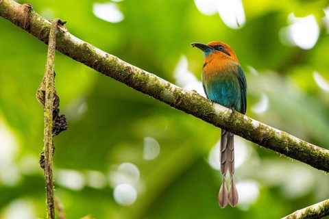 Cinnamon-breasted motmot (Baryphthengus martii), Guanacaste, Costa Rica, Central America