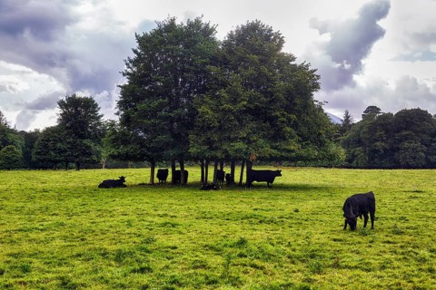Black cattle seeking shelter from rain under trees in the park, shelter, rain clouds, Muckross