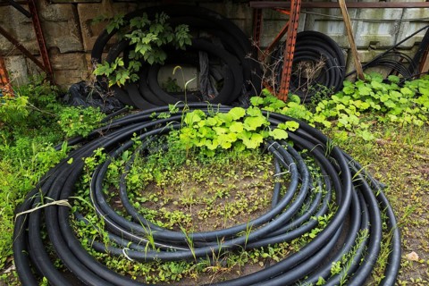 Petasites - Butterbur plants growing amongst coiled flexible black plastic tubing on the ground in