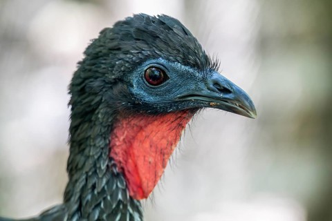 Crested guan (Penelope purpurascens), Aviario Nacional de Colombia, Via Baru, Province of