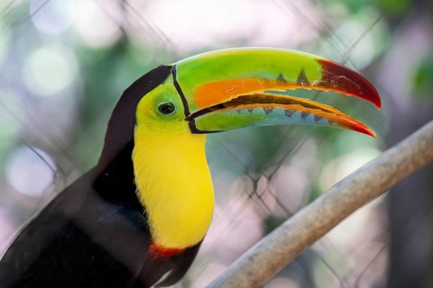Keel billed toucan (Ramphastos sulfuratus), Aviario Nacional de Colombia, Via Baru, Province of