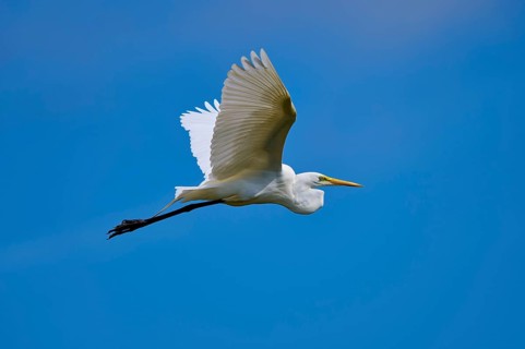 Great Egret (Egretta alba), flying against the blue sky, Black Point Wildlife Drive, Titusville,
