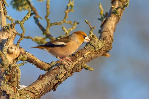 A hawfinch (Coccothraustes coccothraustes), sitting on a moss-covered branch in front of a blue