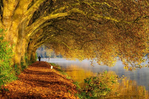 Autumn colours on the Platanen Allee, Hardenberg Ufer, lakeside path on Lake Baldeney, near Haus
