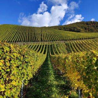 Wine-growing region in Bernkastel-Kues on the Moselle in Rhineland-Palatinate, Germany, Europe