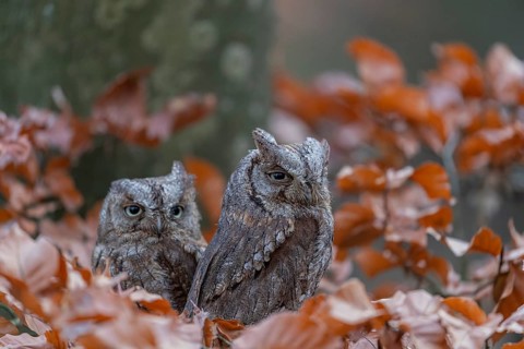 Two Eurasian scops owls (Otus scops)sitting on a twig of a beech tree, embedded in brown leafs