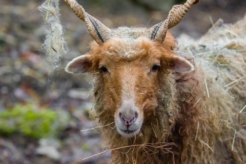 Portrait of a white Racka or Hortobágy Racka Sheep (Ovis aries strepsiceros hungaricus) with its