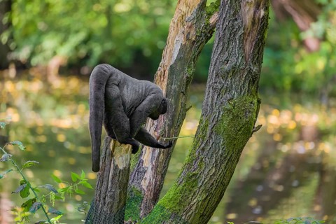 A common woolly monkey, brown woolly monkey, or Humboldt's woolly monkey (3) (Lagothrix