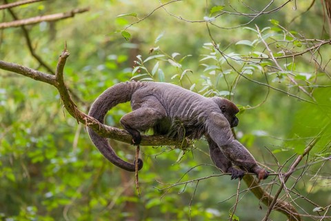 A common woolly monkey, brown woolly monkey, or Humboldt's woolly monkey (3) (Lagothrix