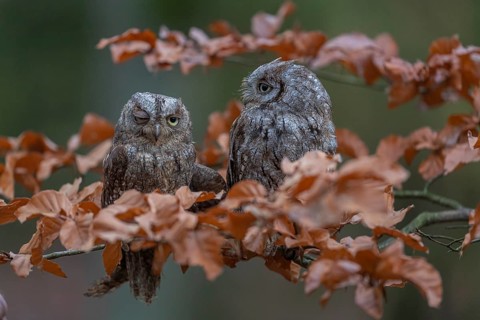 Two Eurasian scops owls (Otus scops)sitting on a twig of a beech tree, embedded in brown leafs