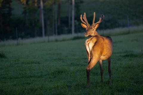One Altai maral stag, Altai wapiti or Altai elk (Cervus canadensis sibiricus) standing on a meadow