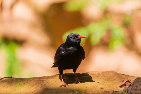 A Red-billed chough, Pyrrhocorax pyrrhocorax stands on a rock looking for food