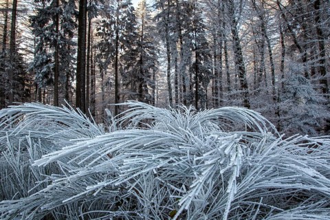 Winter, trees and ground cover with hoarfrost in the forest, mixed forest, Dossenheim,