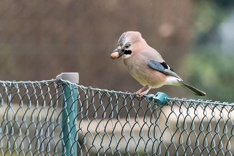 A jay (Garrulus glandarius) sitting on a metal fence with an acorn in its beak against a natural
