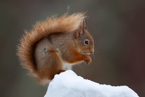 Red squirrel (Sciurus vulgaris) adult animal feeding on a nut on a tree stump covered in snow in