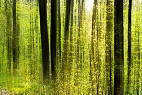 Forest study with multiple exposures, motion blur and digital processing, deciduous forest in