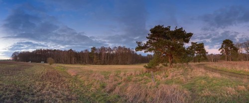 View across a field and meadow to a spruce (Picea) illuminated by the evening sun, clouds, blue