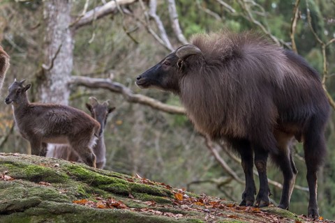 One male Himalayan Tahr (Hemitragus jemlahicus) standing in a forest. Green and yellow forest in