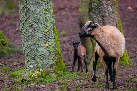 A female Cameroon or Cameroon Dwarf sheep, Ovis gmelini aries, and its lamb stand on a forest edge